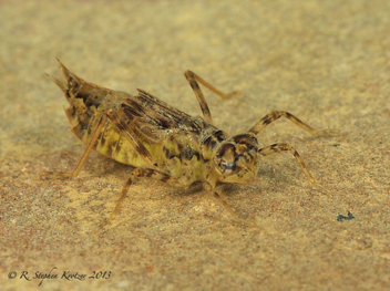 Brachymesia gravida, nymph